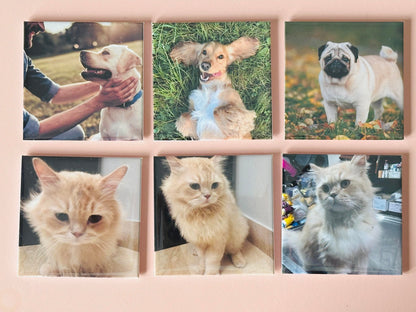 Set of six square canvas prints featuring various cats and a dog on a pink background.